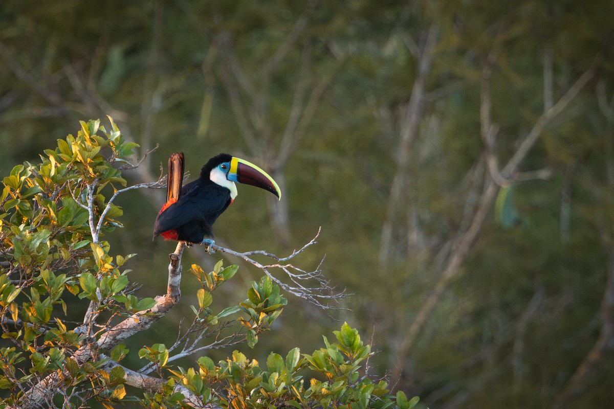 White-throated Toucan - ML643517504