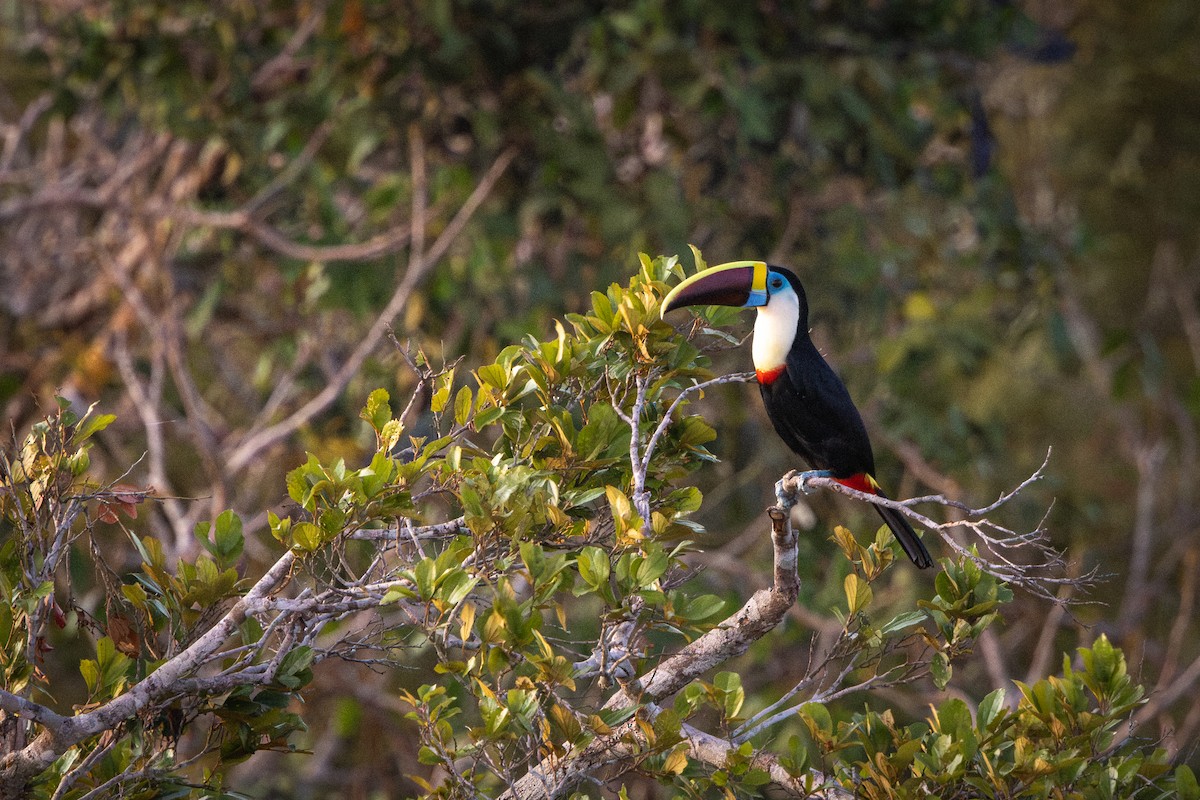 White-throated Toucan - ML643517505