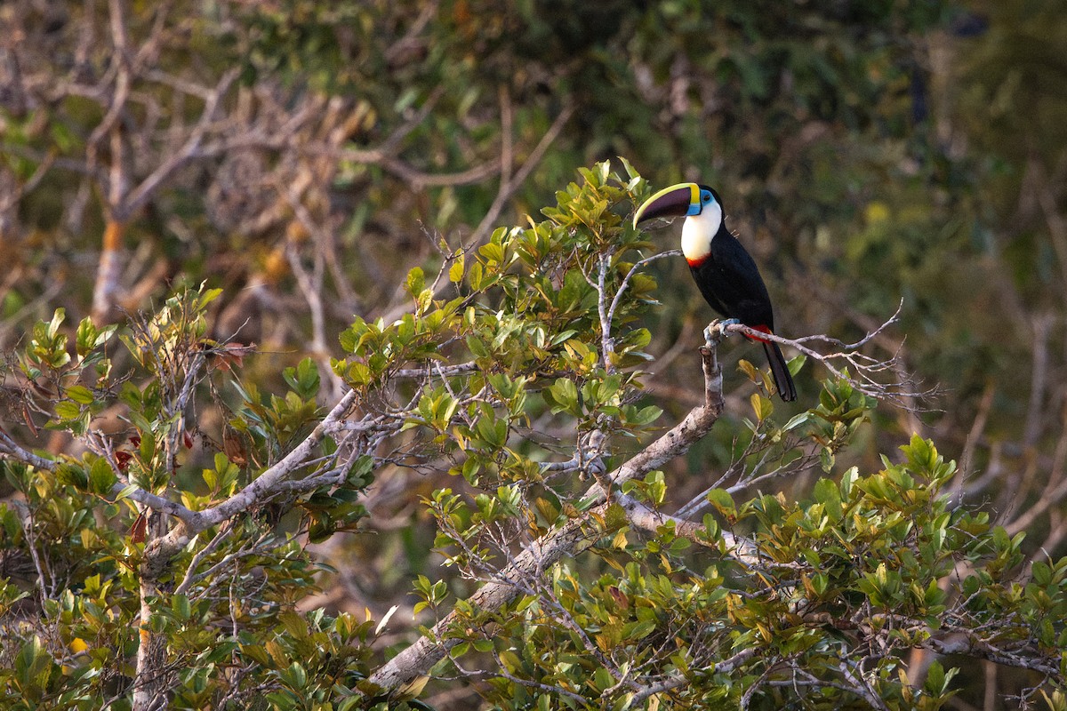 White-throated Toucan - ML643517506