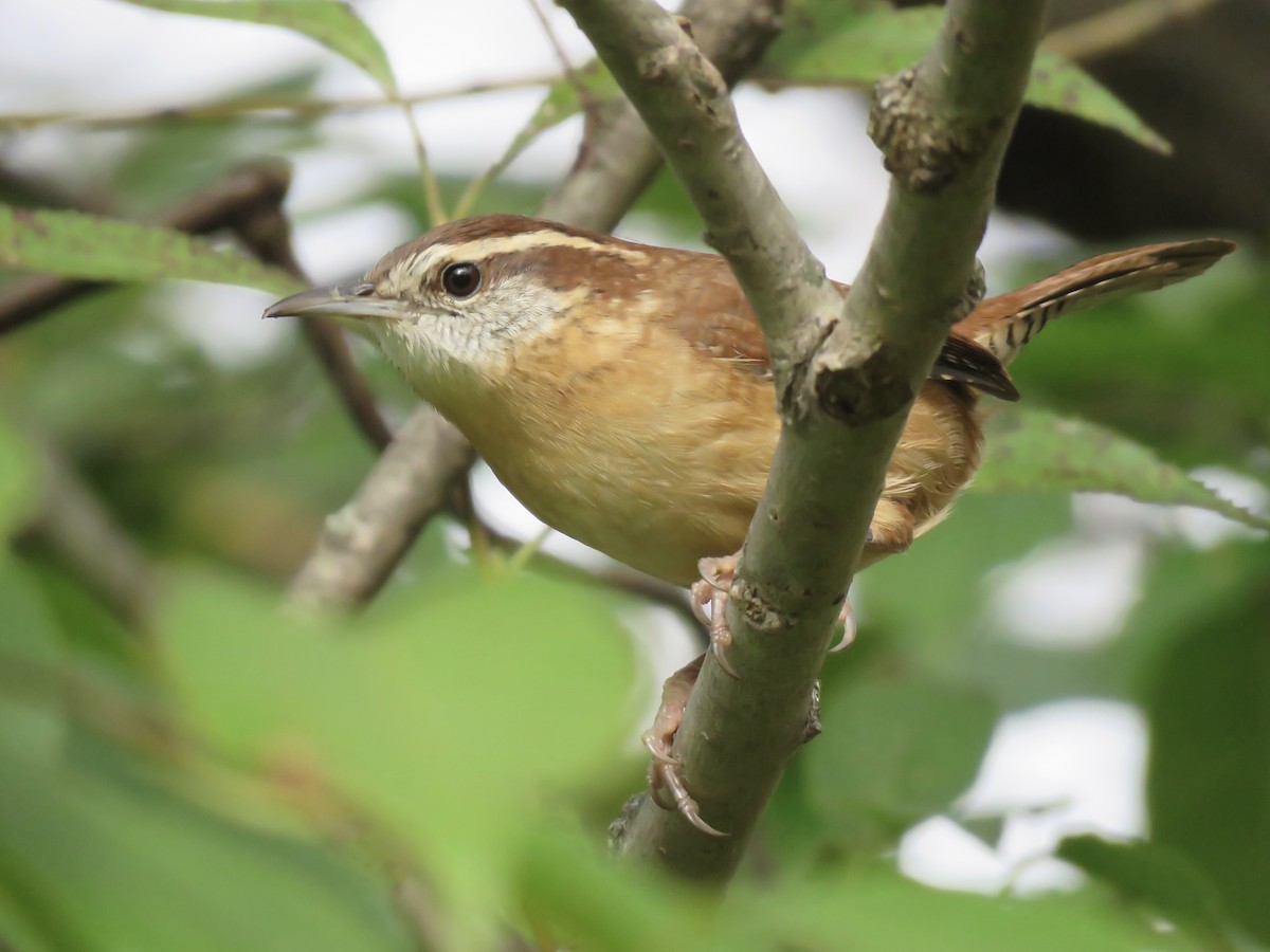 Carolina Wren - ML643517516