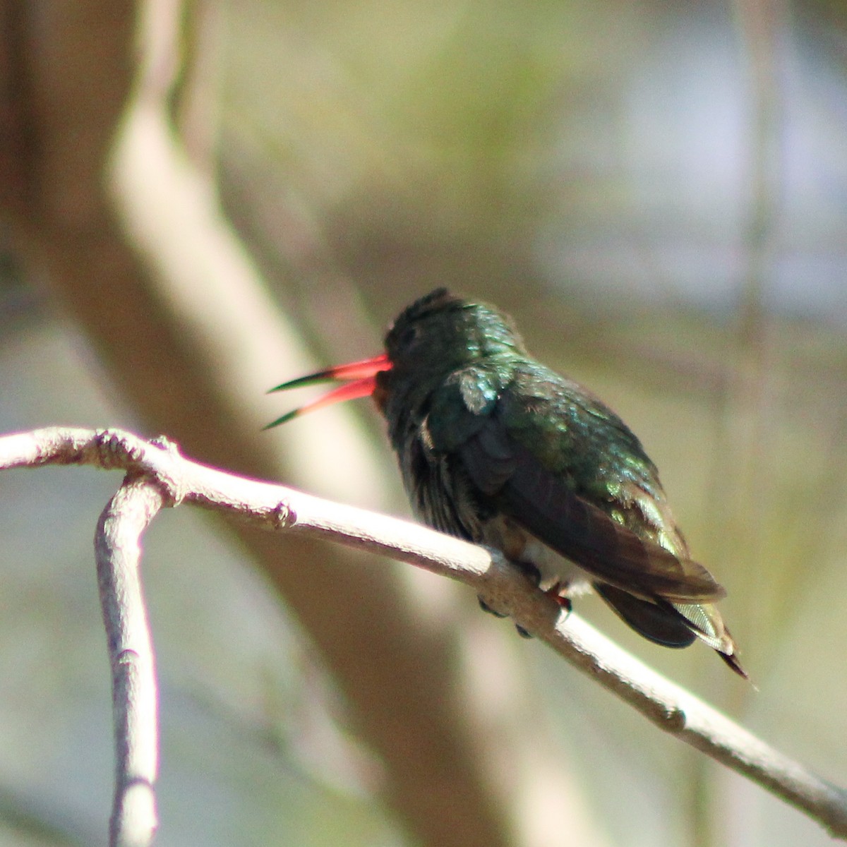 Gilded Hummingbird - ML643517520