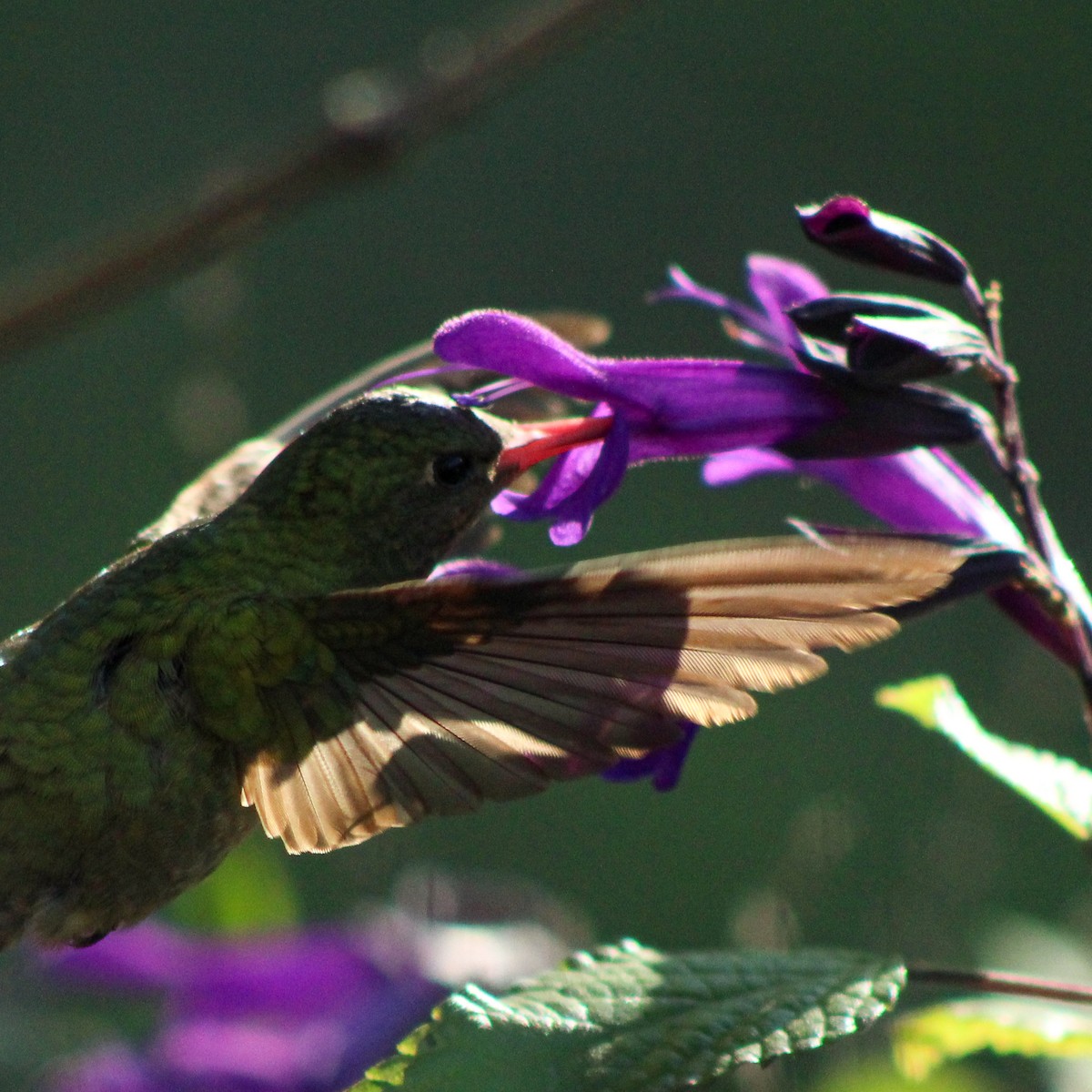 Gilded Hummingbird - ML643517521