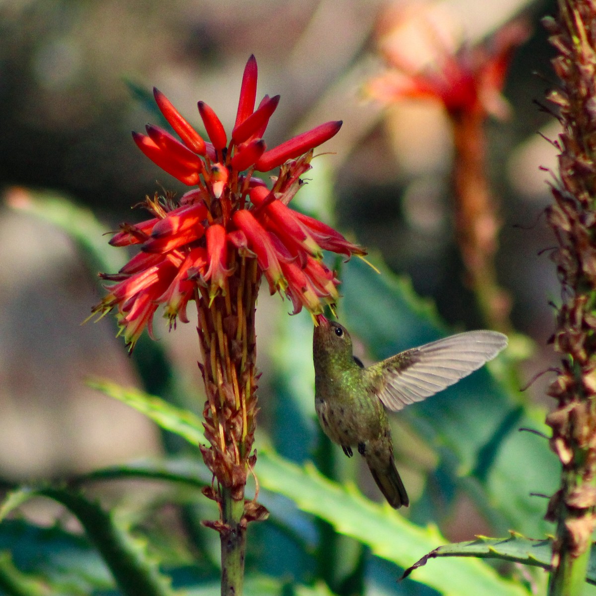 Gilded Hummingbird - ML643517522