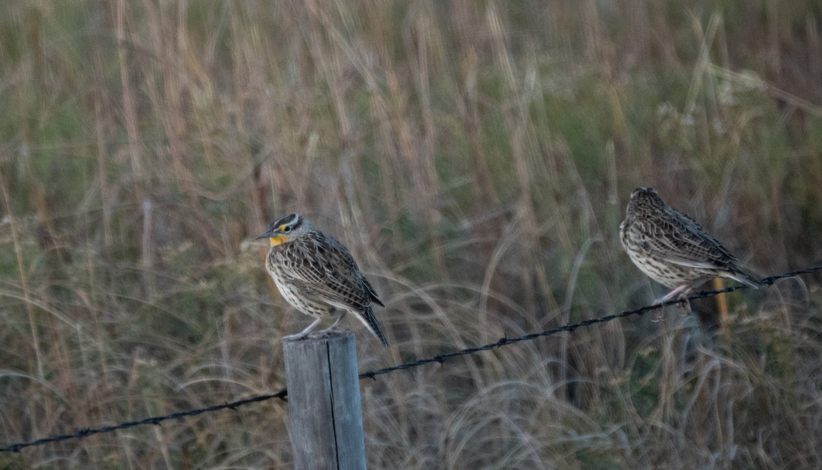 Western Meadowlark - ML643517526