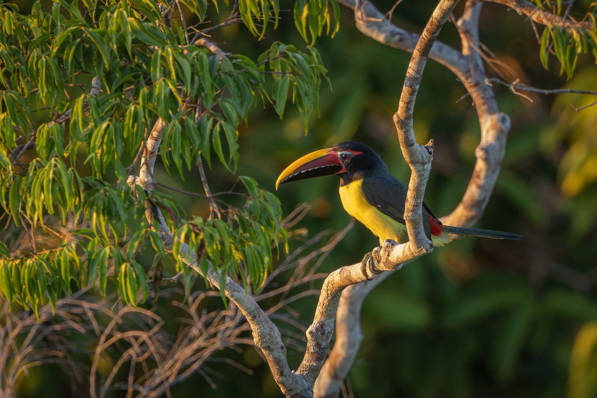 Green Aracari - ML643517529
