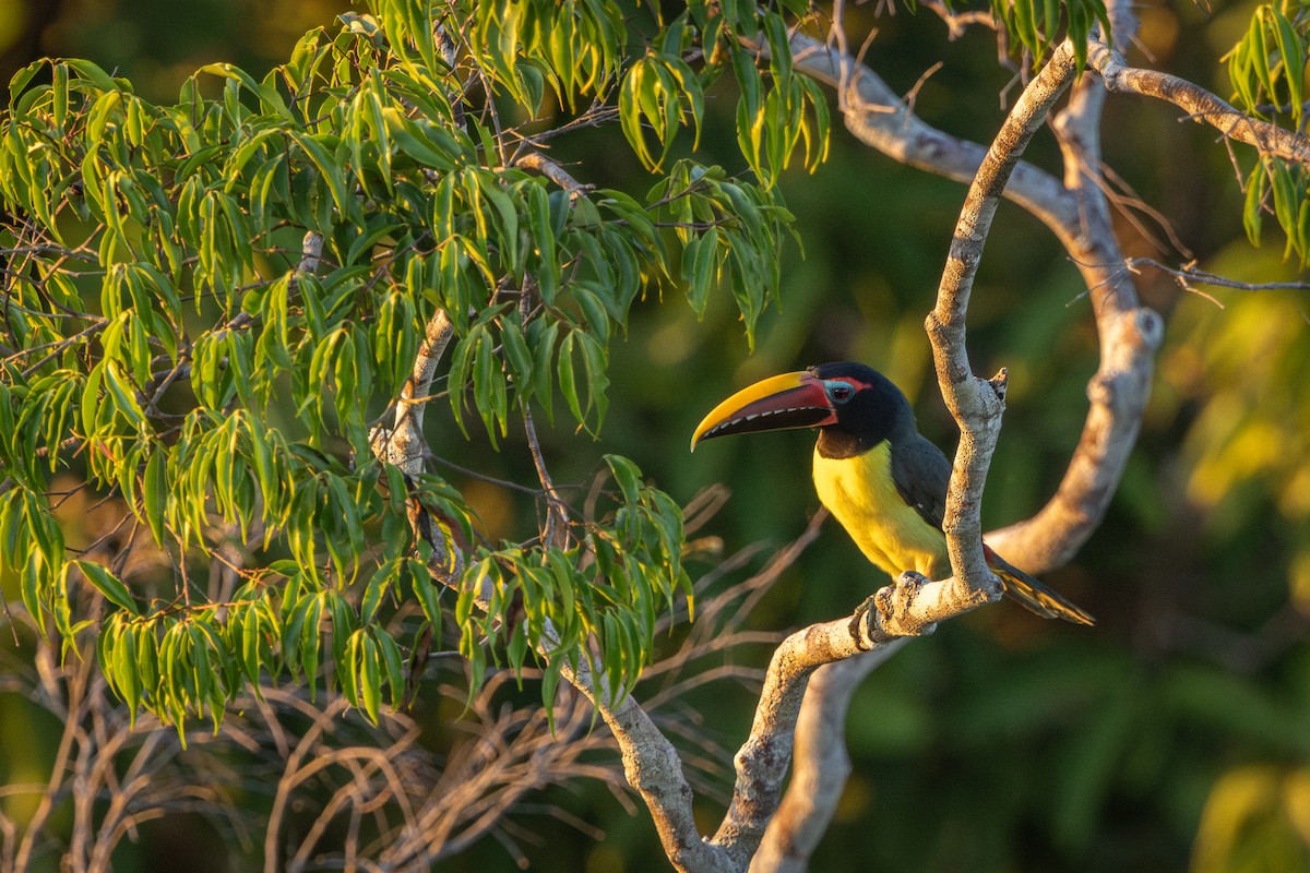 Green Aracari - ML643517530