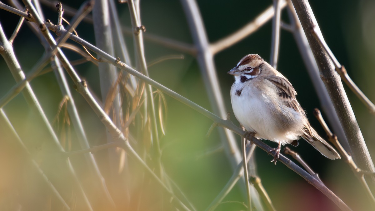 Lark Sparrow - ML643517532