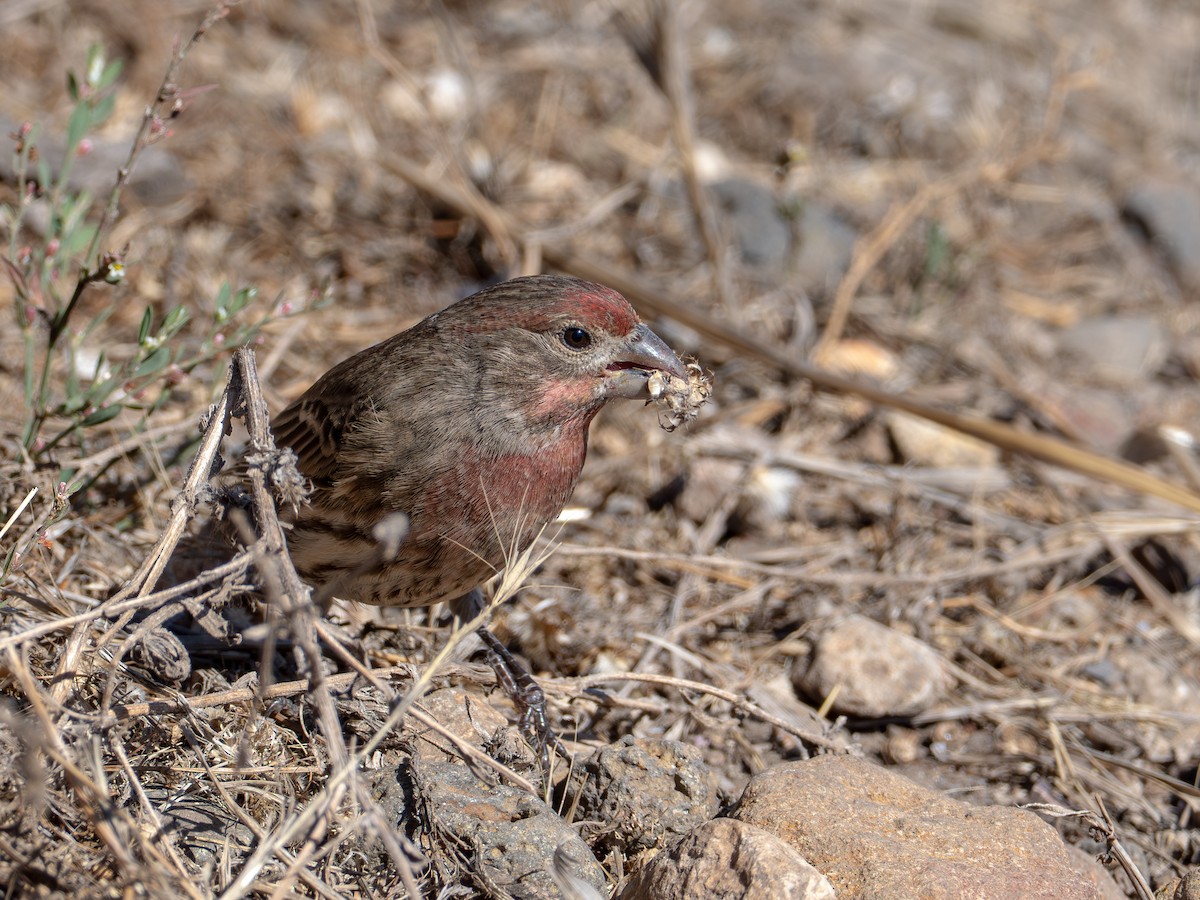 House Finch - ML643517533