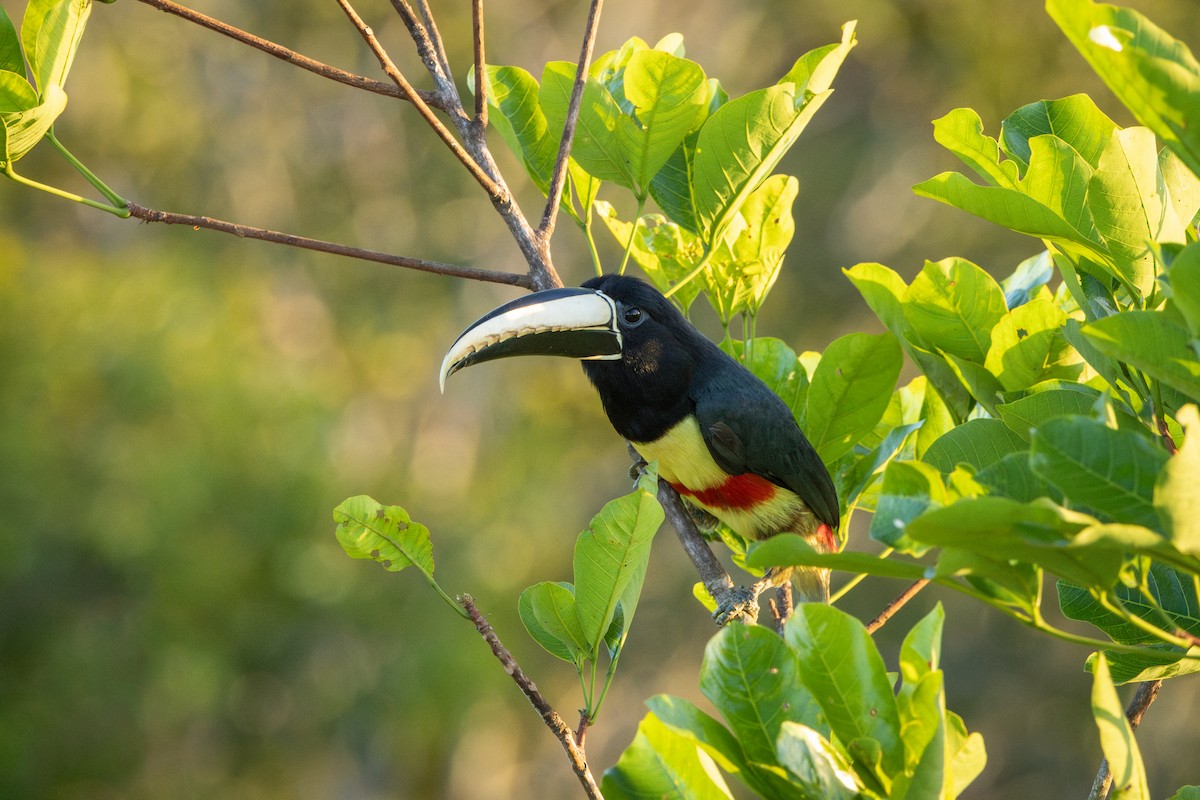 arassari černokrký - ML643517538