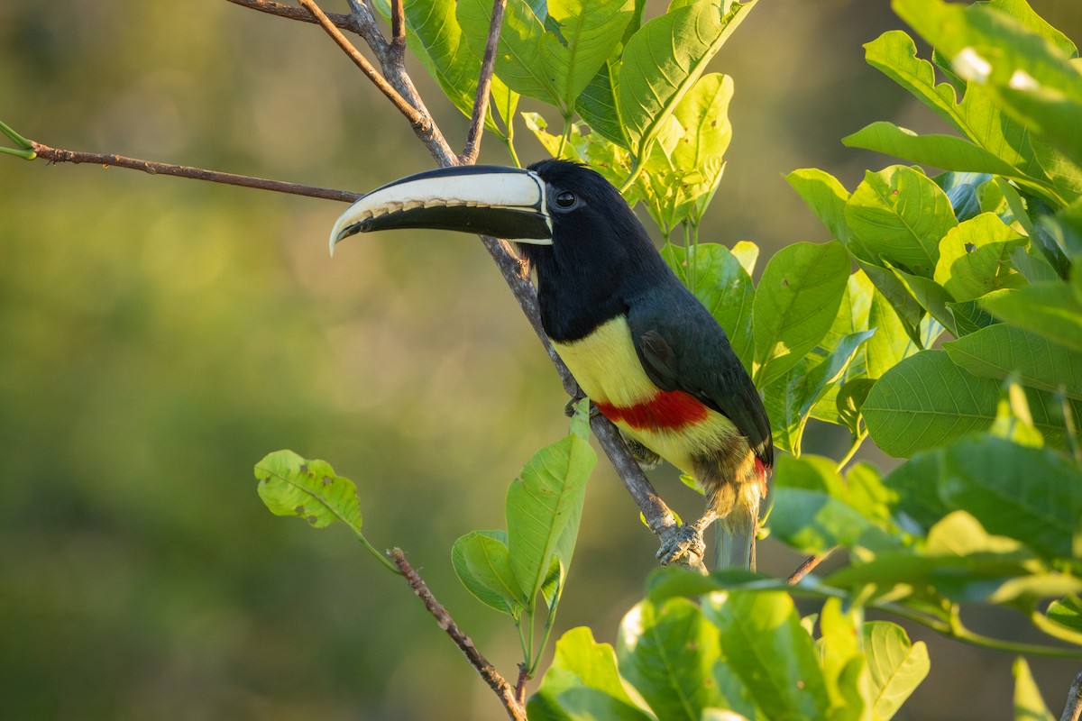 arassari černokrký - ML643517539