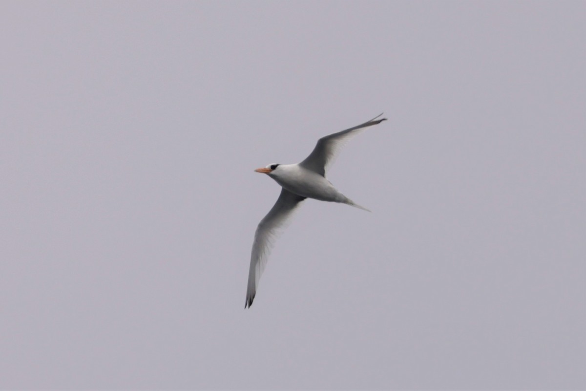 Red-billed Tropicbird - ML643517541