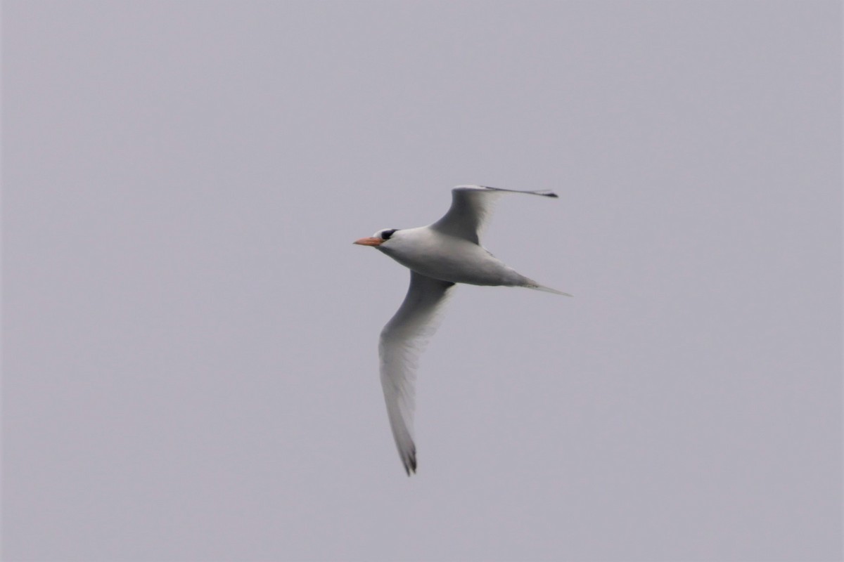 Red-billed Tropicbird - ML643517542