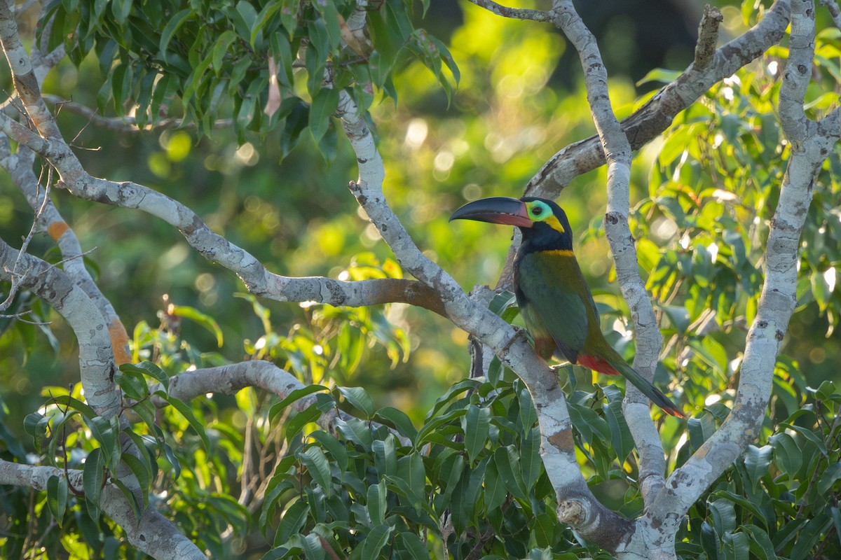 Guianan Toucanet - ML643517550