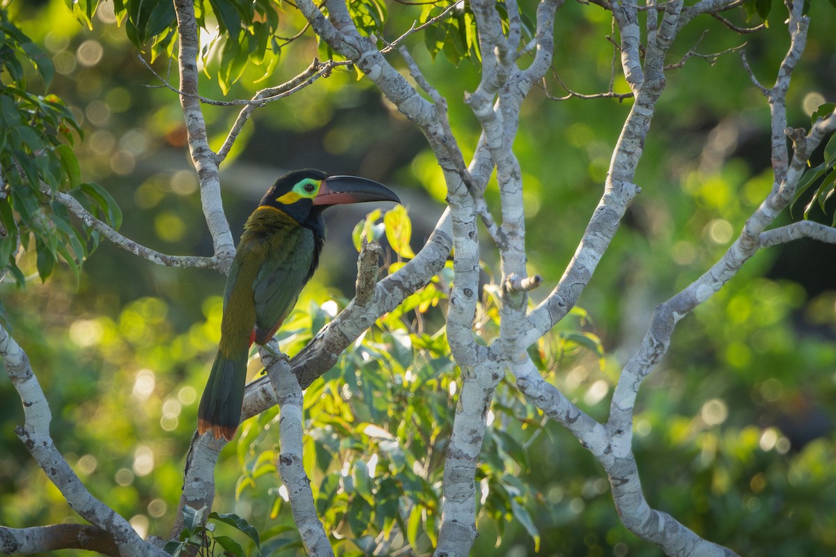 Guianan Toucanet - ML643517551