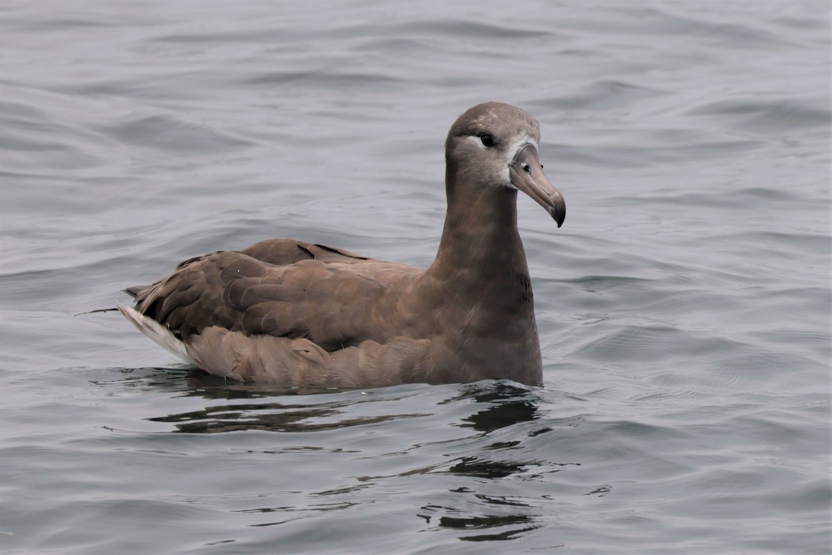 Black-footed Albatross - ML643517555