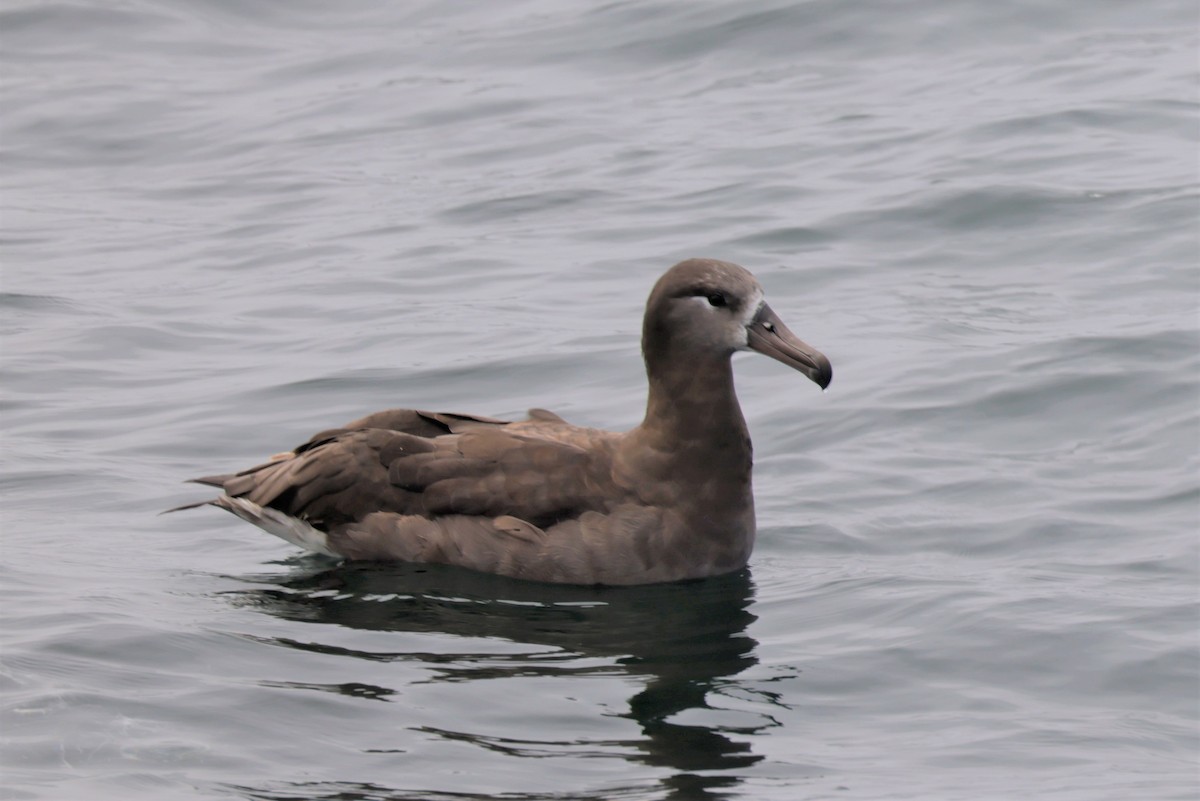 Black-footed Albatross - ML643517556