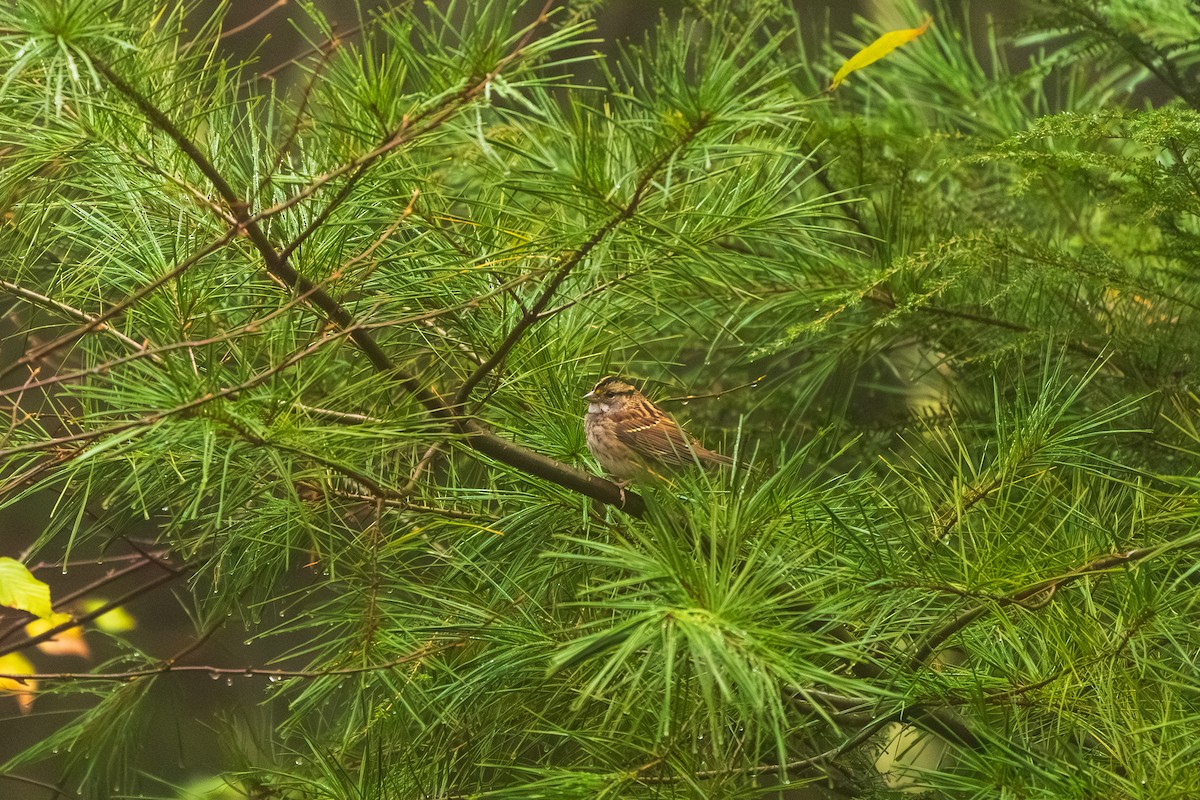 Weißkehlammer - ML643517559