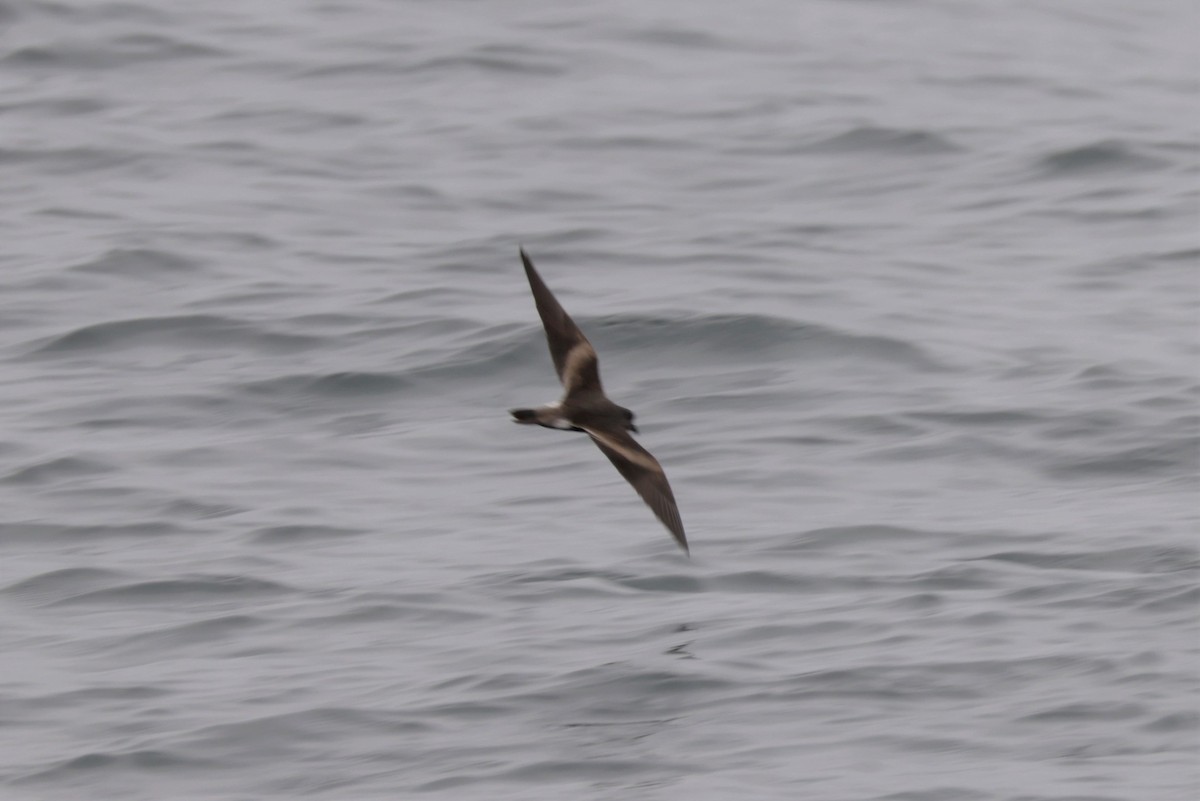 Leach's Storm-Petrel - ML643517564