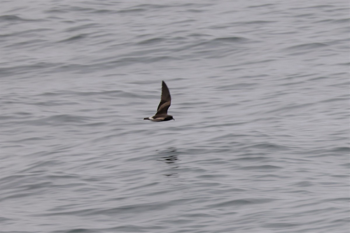 Leach's Storm-Petrel - ML643517565