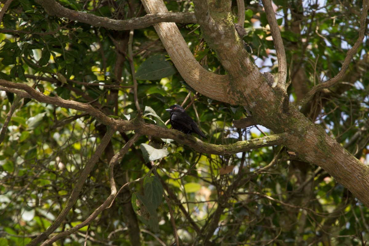 Weißbinden-Ameisenvogel - ML643517577