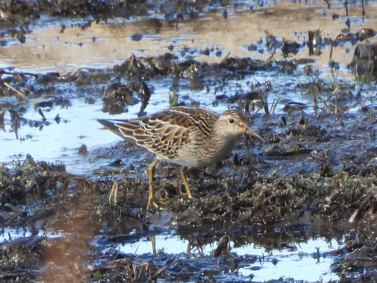 Pectoral Sandpiper - ML643517579