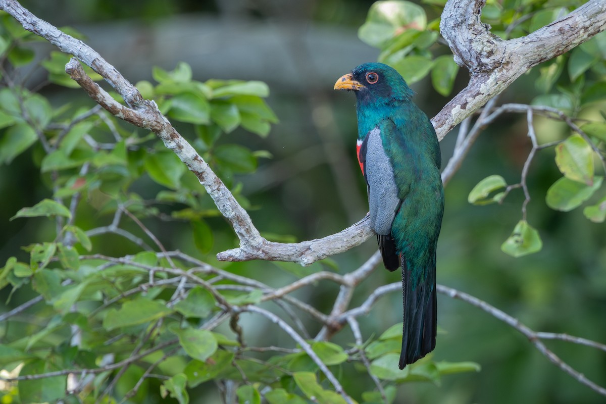 Black-tailed Trogon - ML643517580