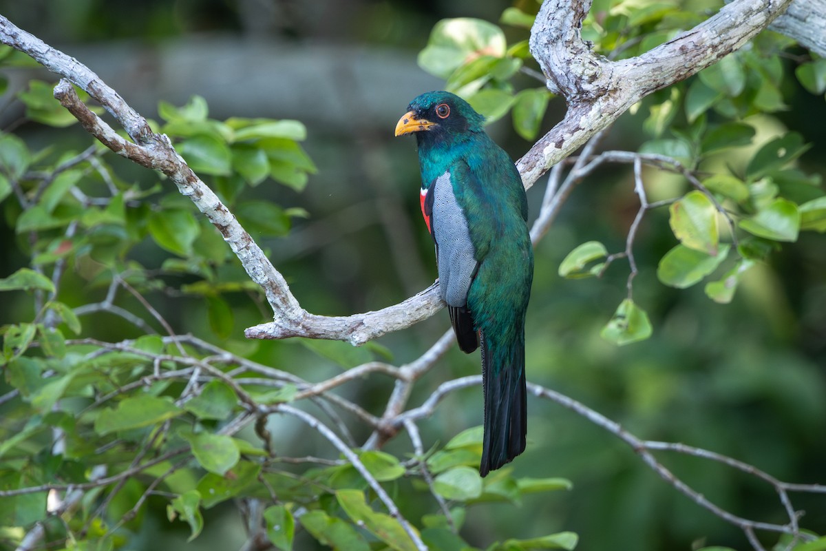 Black-tailed Trogon - ML643517581