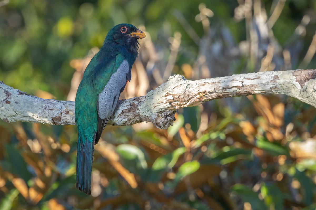 Black-tailed Trogon - ML643517582