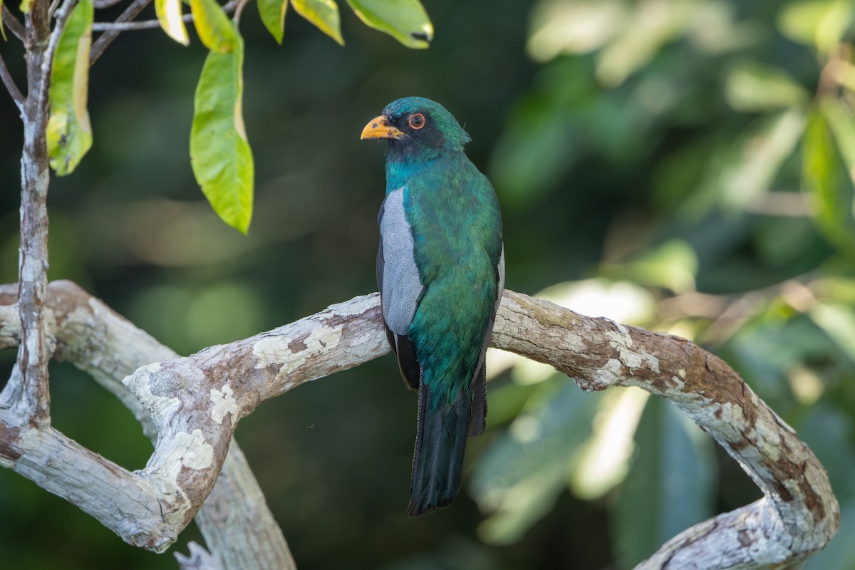 Black-tailed Trogon - ML643517583