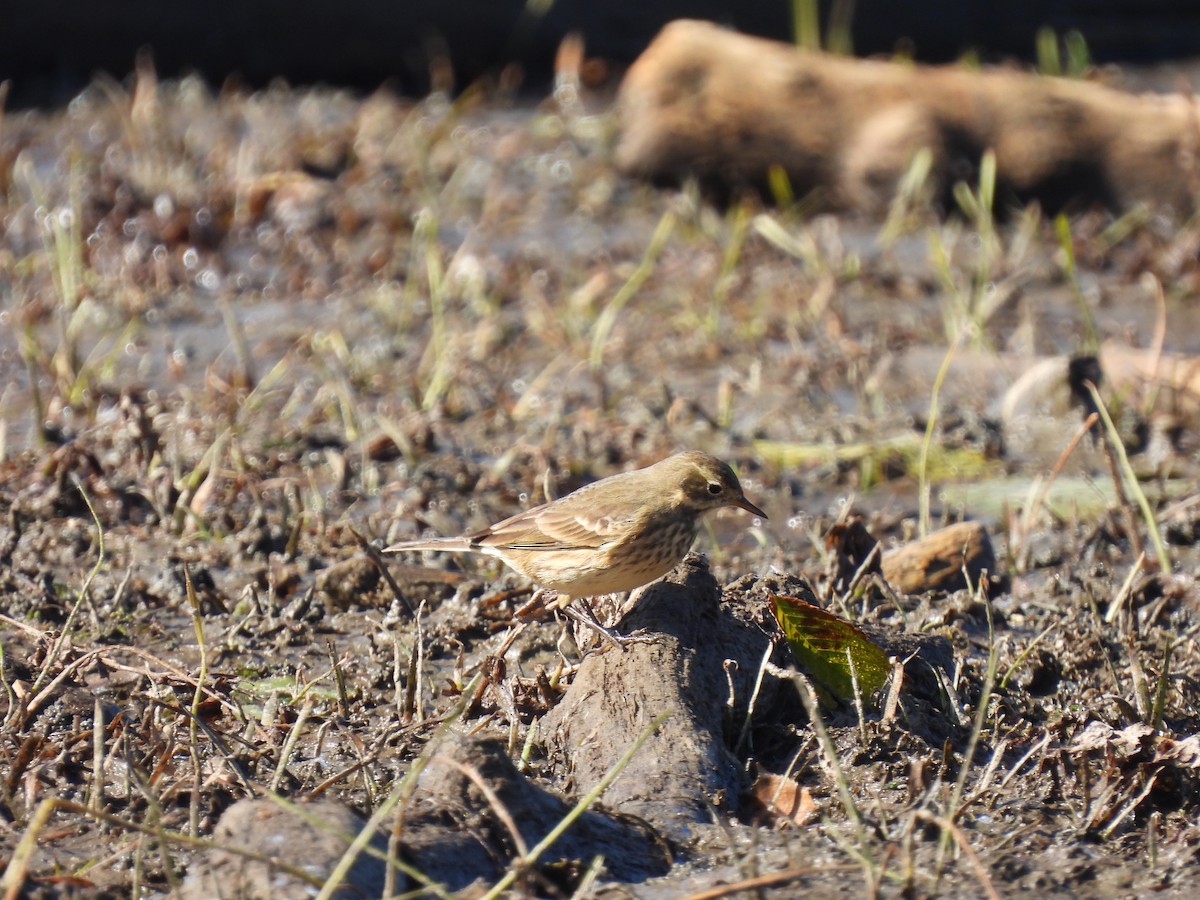 American Pipit - ML643517586