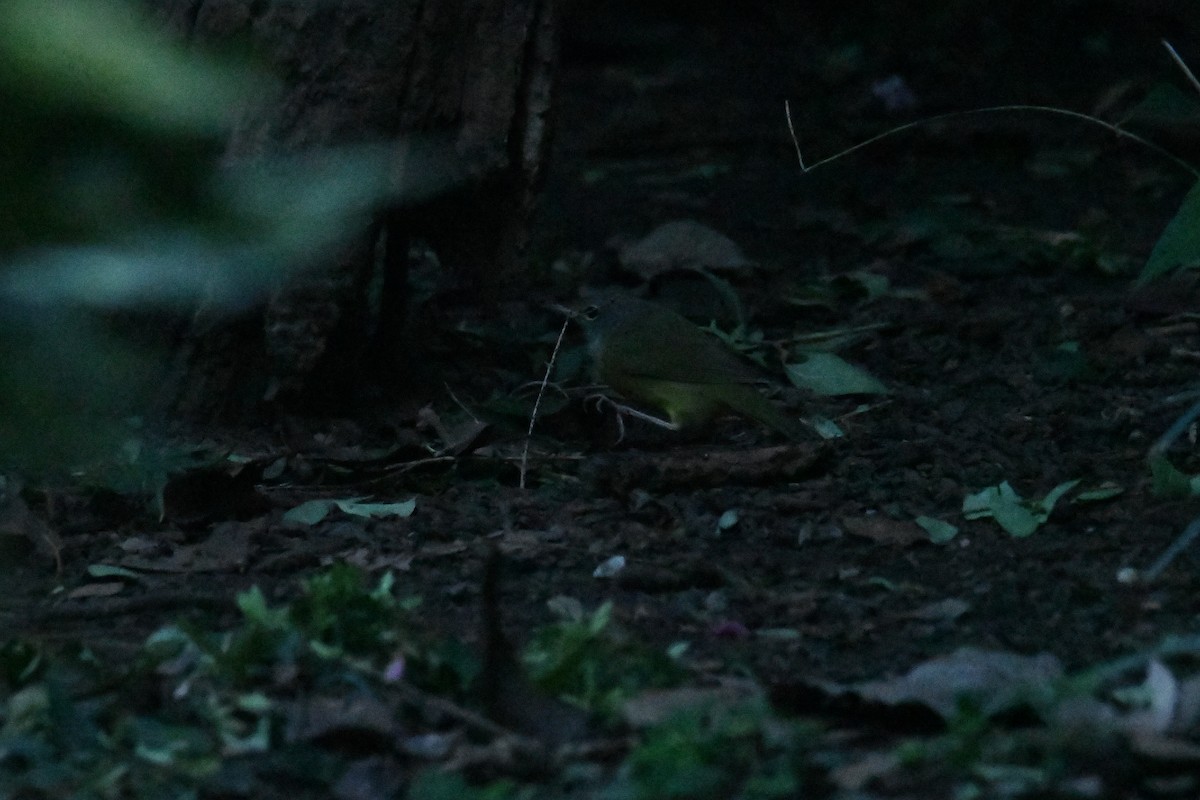 Mourning Warbler - ML643517605