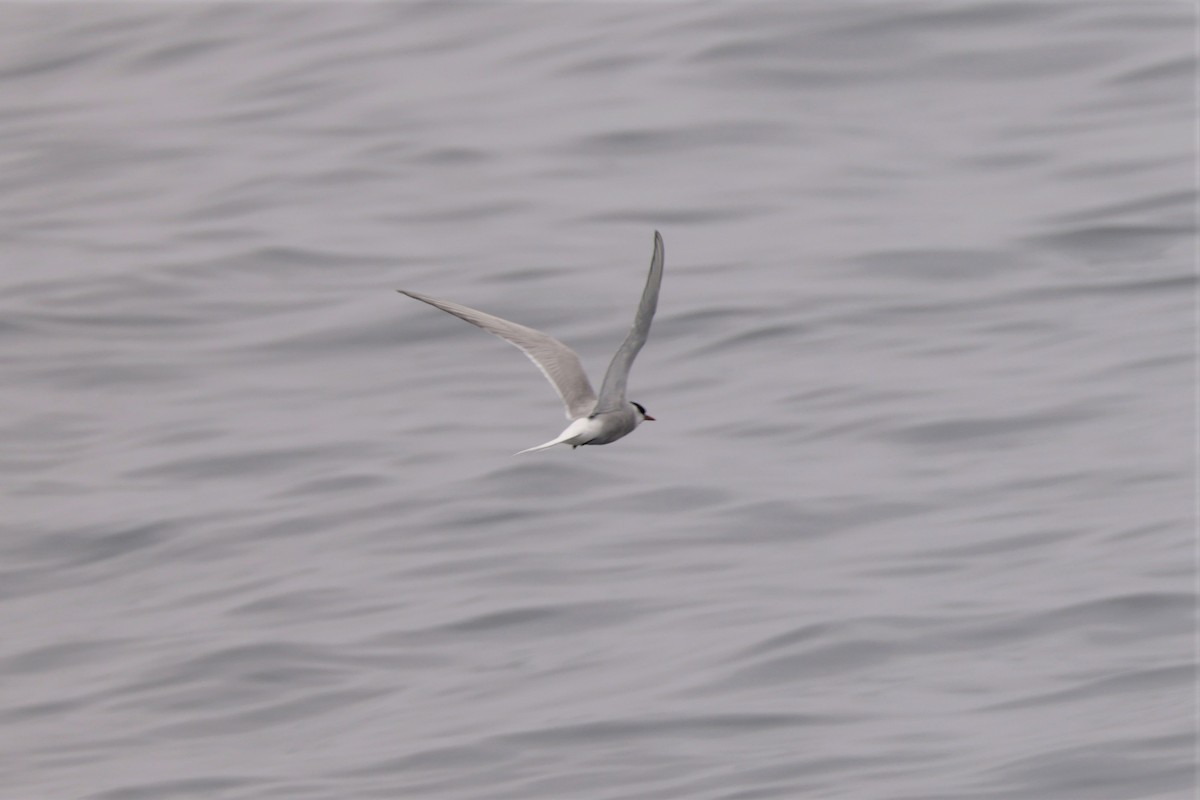 Умардын хараалай - ML643517607