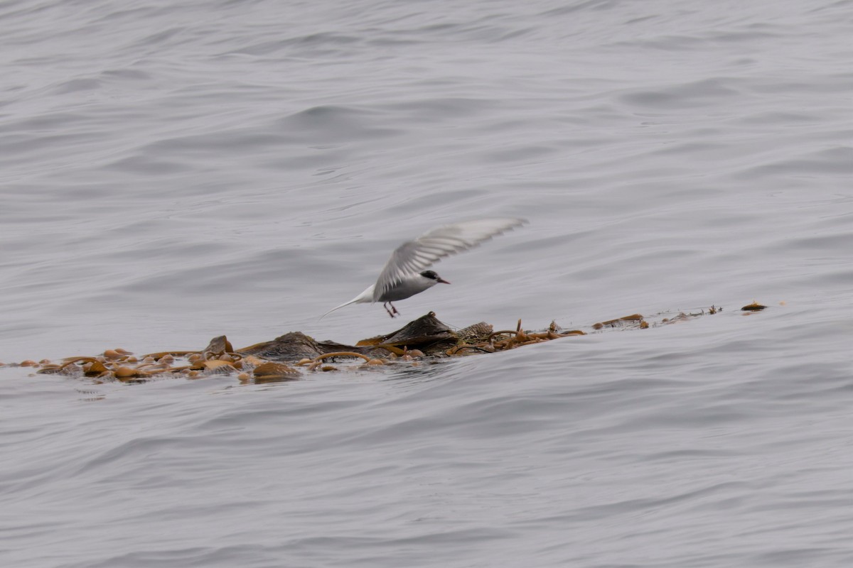 Умардын хараалай - ML643517608