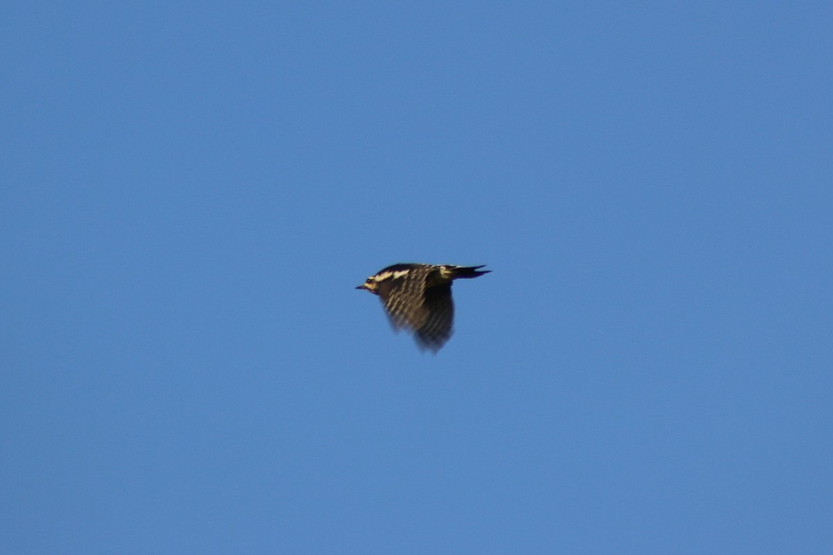 Yellow-bellied Sapsucker - ML643517613