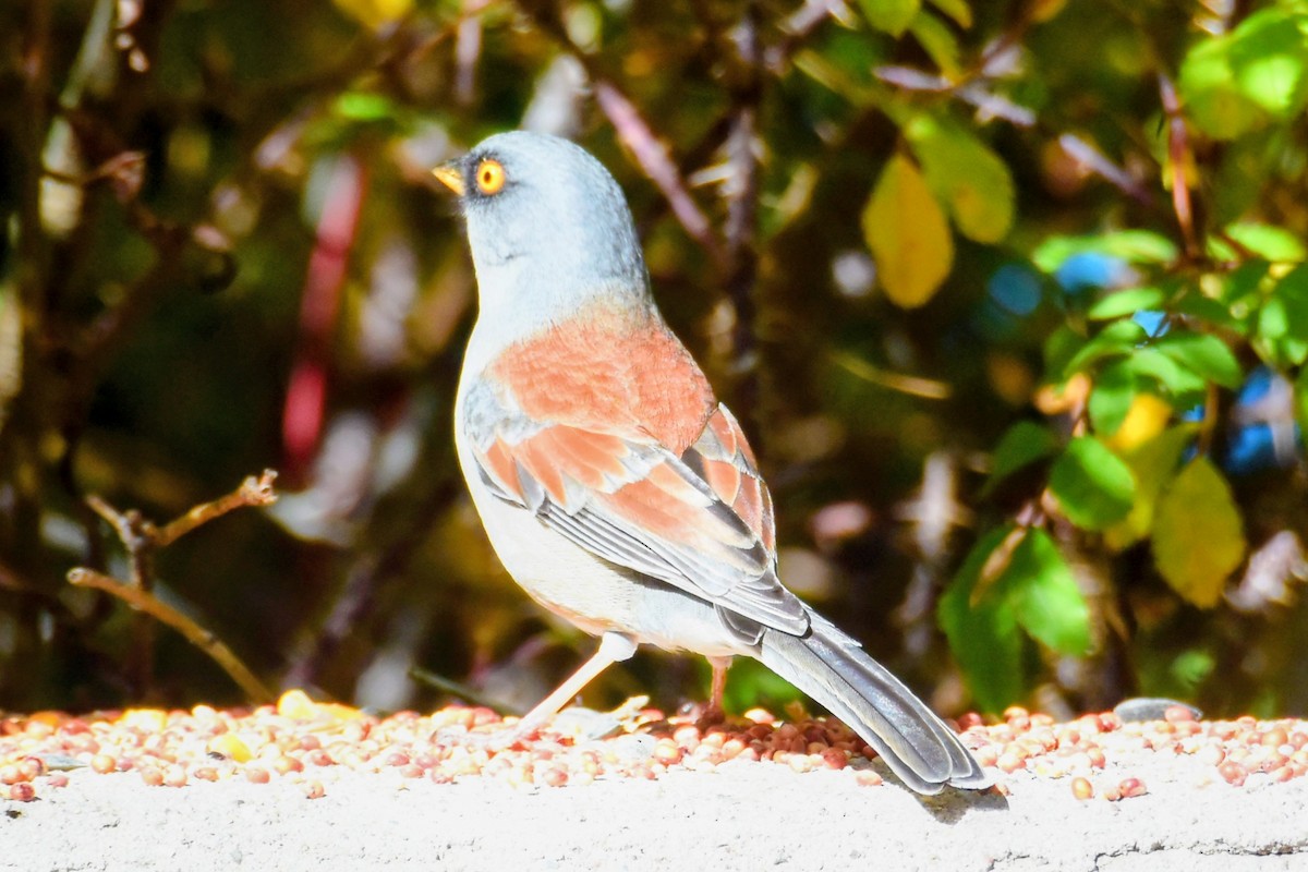 Yellow-eyed Junco - ML643517622