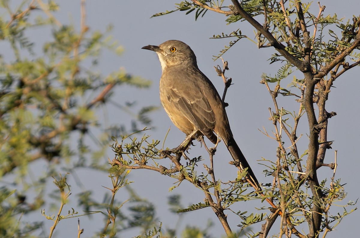 Bendire's Thrasher - ML643517642