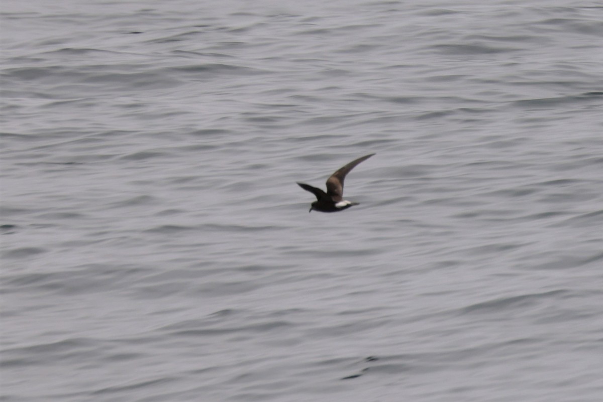 Leach's Storm-Petrel - ML643517657