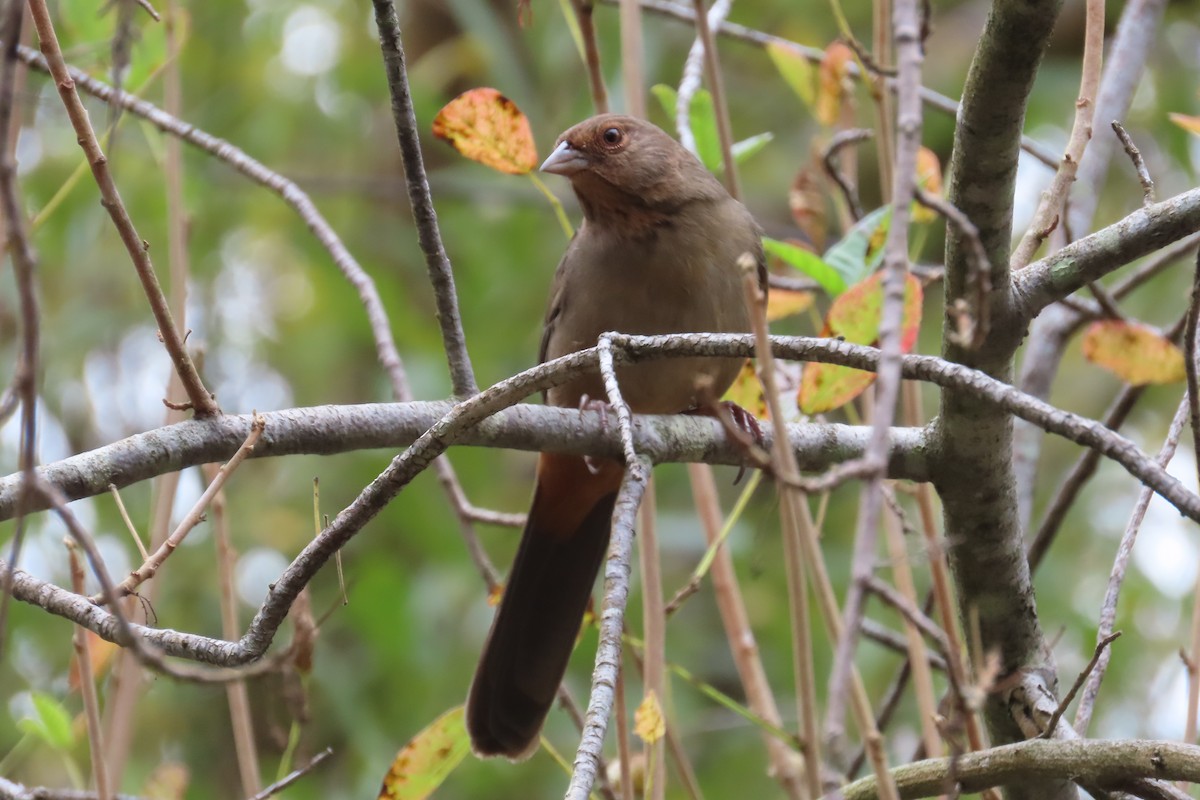 California Towhee - ML643517660