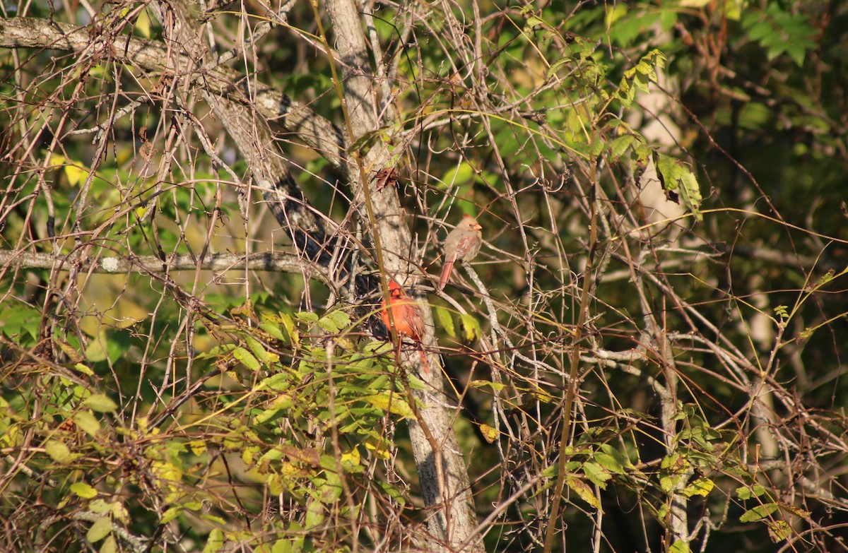 Northern Cardinal - ML643517662