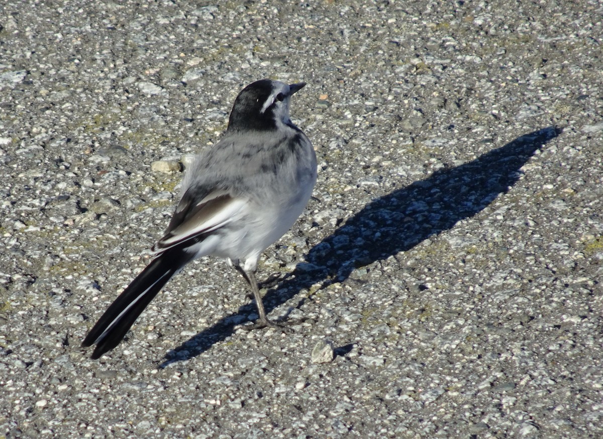 White Wagtail - ML643517671
