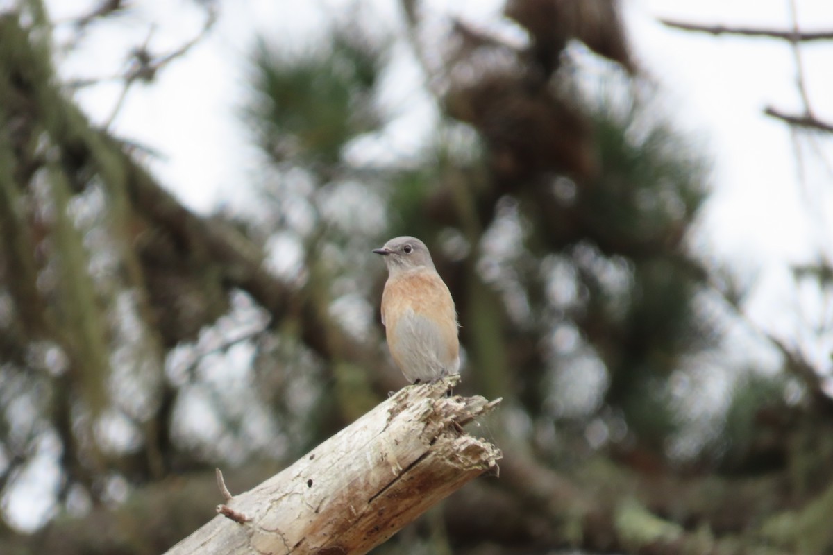 Western Bluebird - ML643517685
