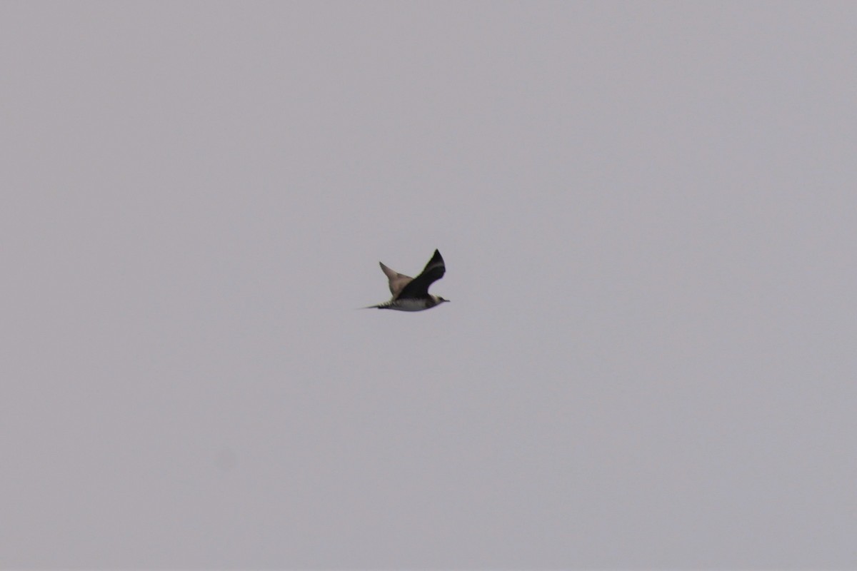 Годон хайлгана - ML643517689