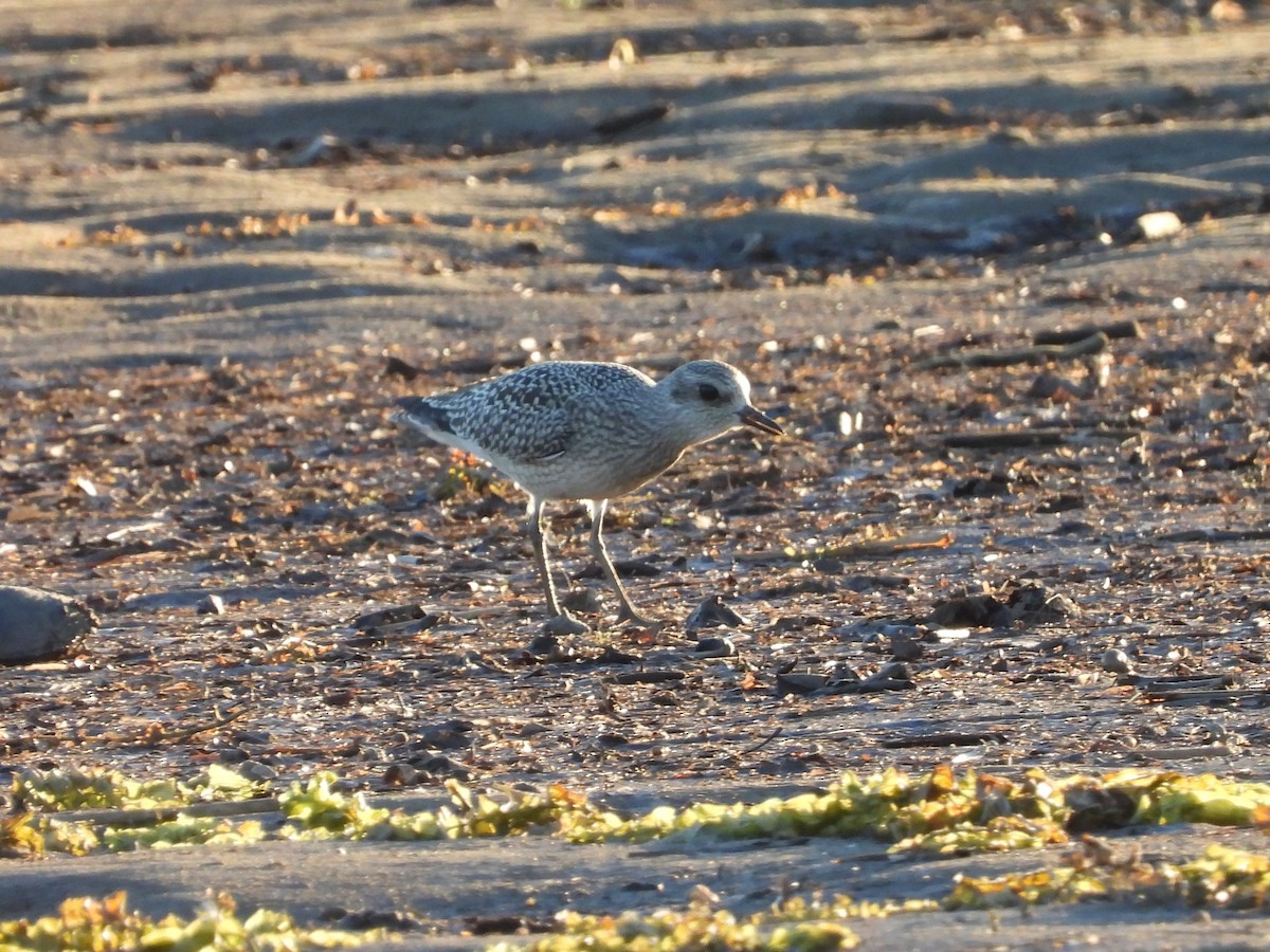 Буурал сүвээ цагаан - ML643517694