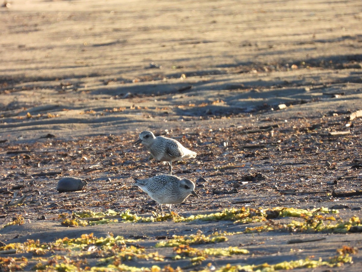 Буурал сүвээ цагаан - ML643517698