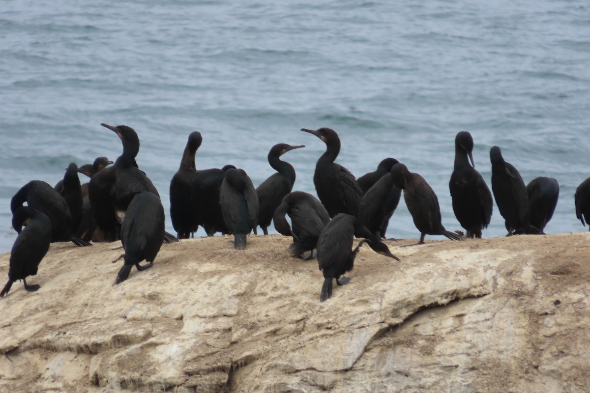 Brandt's Cormorant - ML643517700