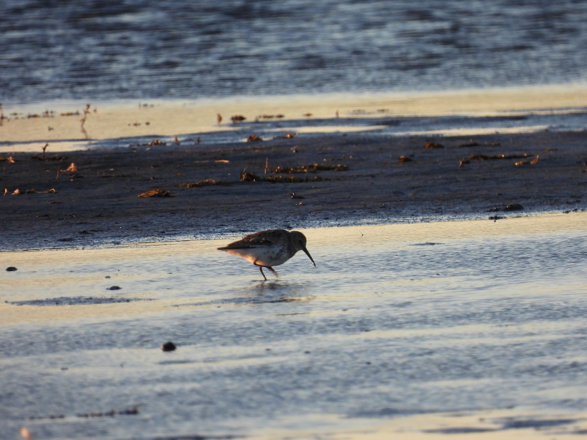 Dunlin - ML643517702