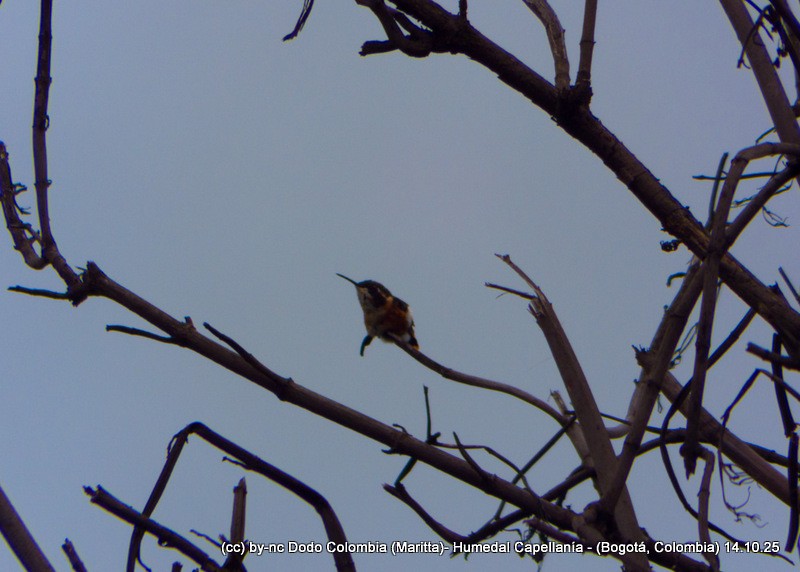Colibri de Mulsant - ML643517704