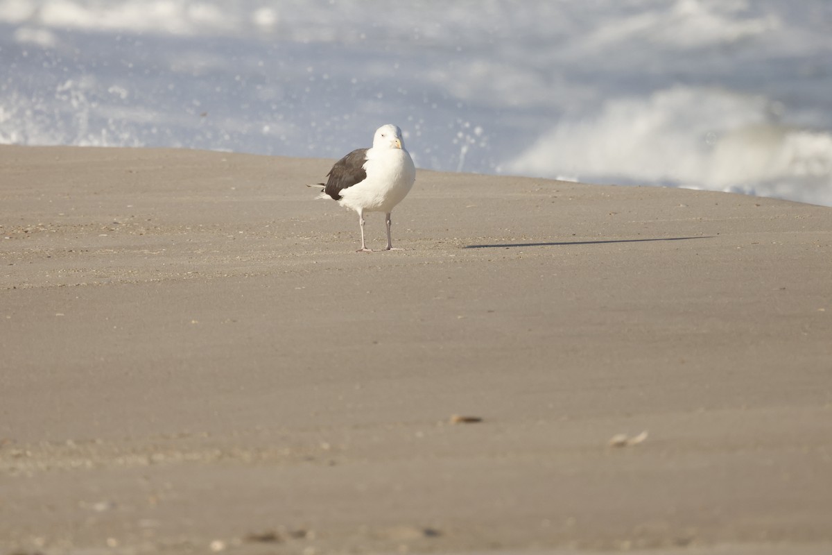 Great Black-backed Gull - ML643517710