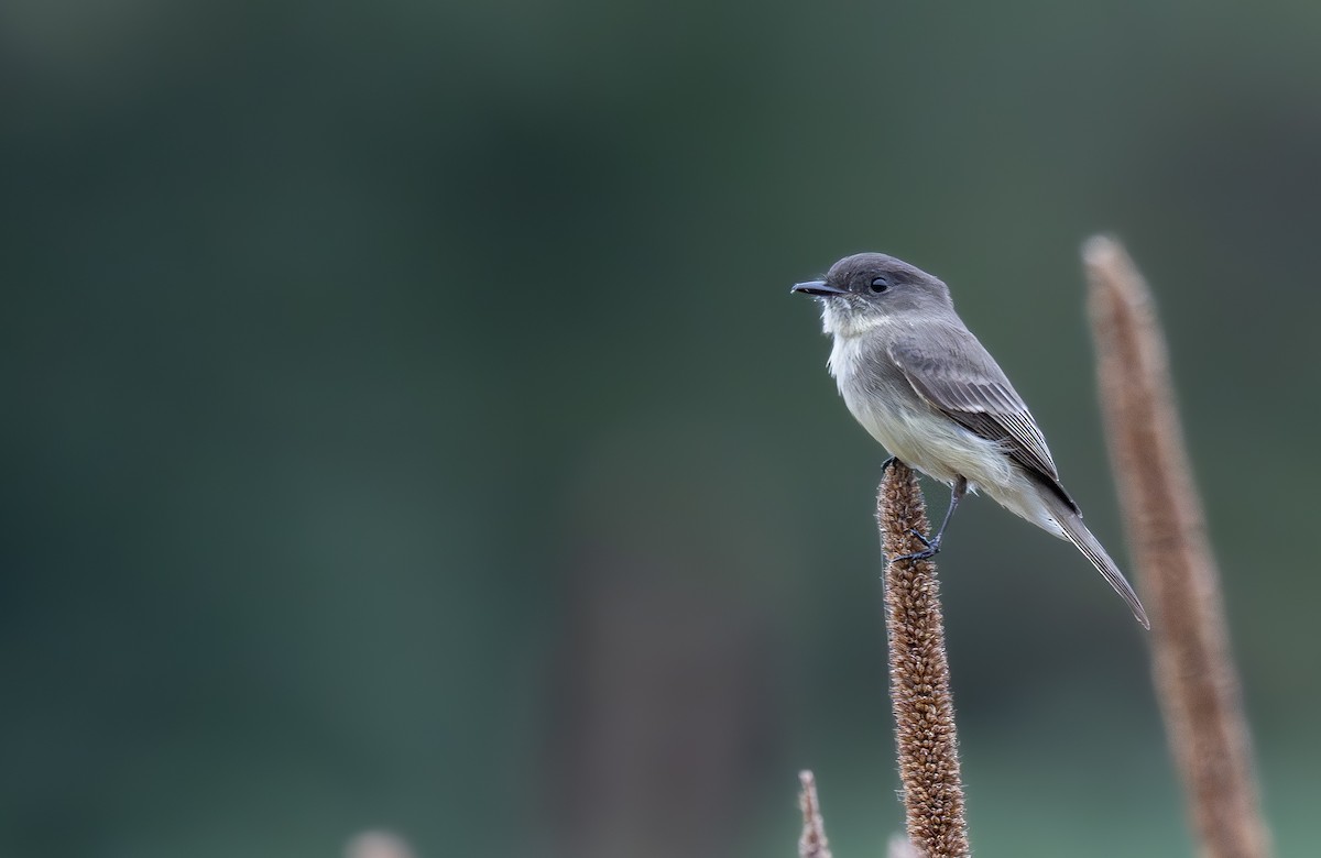 Eastern Phoebe - ML643517711