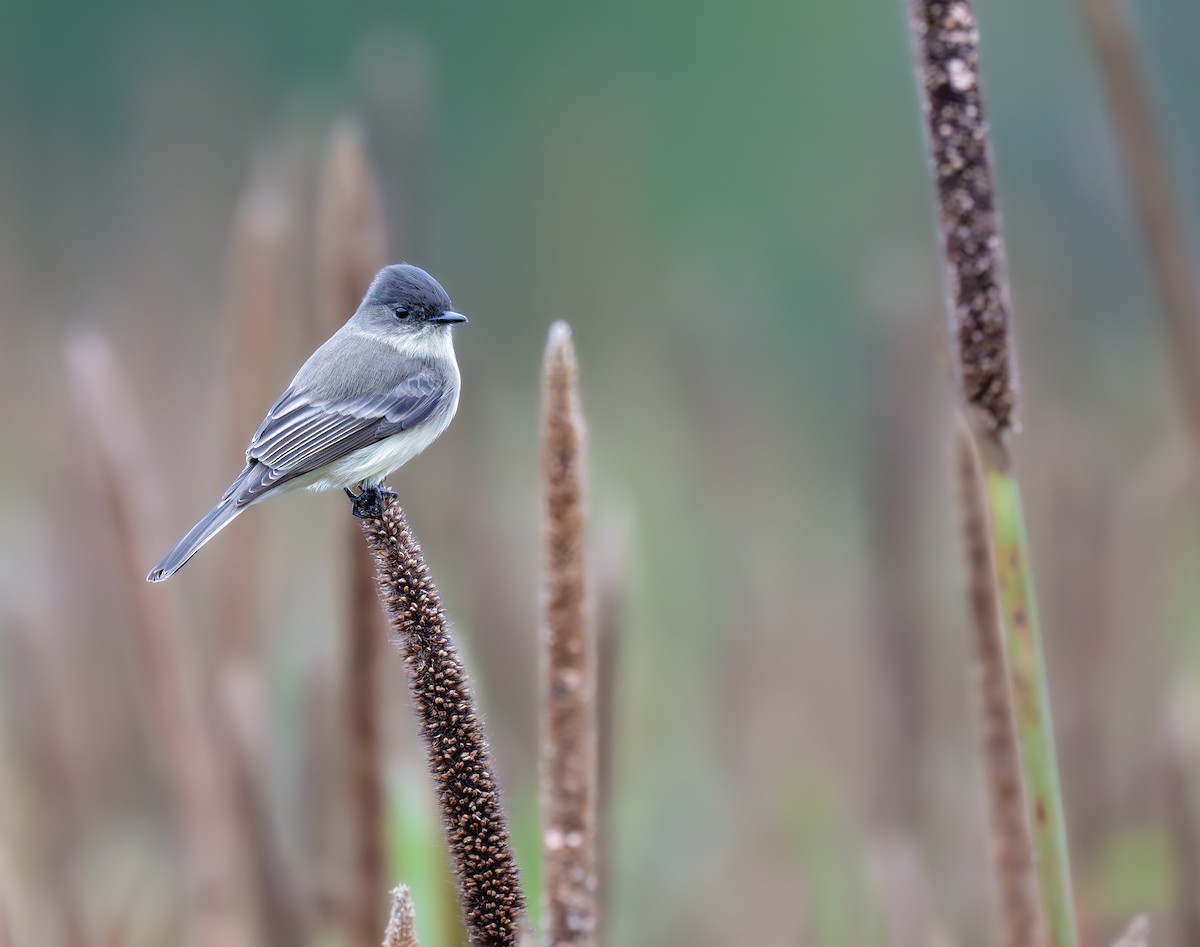 Eastern Phoebe - ML643517712